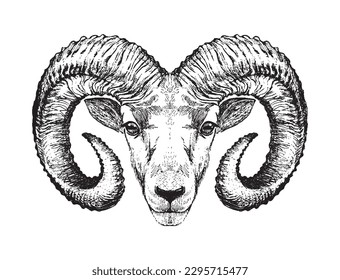 Ram head, aries zodiac sign symbol, hand drawn vector illustration, vector engraving isolated on white. Icon for farm, eco products, astrology.