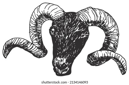 Ram head Sketch Drawing on white background vector illustration