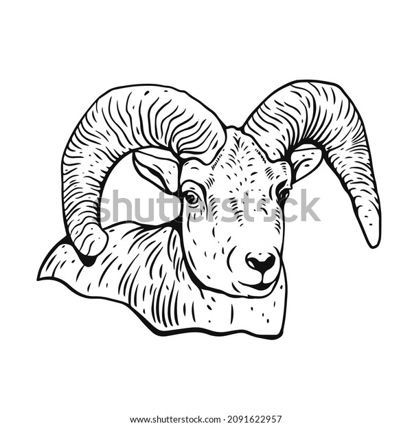 Ram Horns Realistic Engraving Style Black Stock Vector (Royalty Free ...