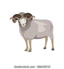 Ram on white background. Vector illustration