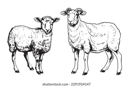 Ram and sheep hand drawn sketch illustration