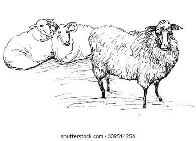 Ram and sheep - hand drawn vector illustration, isolated on white
