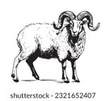 Ram sheep with horn sketch hand drawn in doodle style illustration