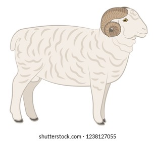 Ram. Sheep isolated on white, hand drawn vector illustration.