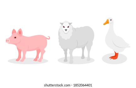 Ram or Sheep and Pink Pig as Farm Animal Vector Set