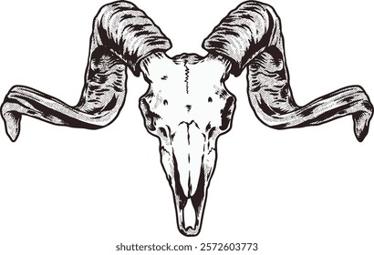 Ram Sheep Skull Digital Hand drawn Line art Sketch Vector illustration black and white