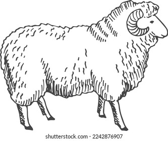 Ram sketch. Sheep drawing. Hand drawn animal