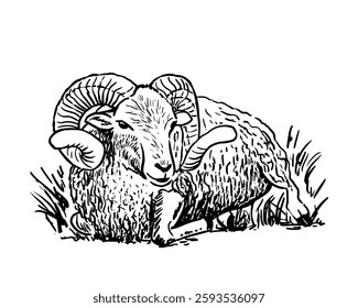 Ram sketch style drawing. Farm animal retro vector hand drawn illustration. Sheep lying on grass.