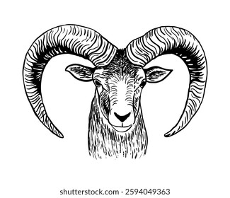 Ram sketch style drawing. Farm animal retro vector hand drawn illustration. Sheep portrait. Lamb head