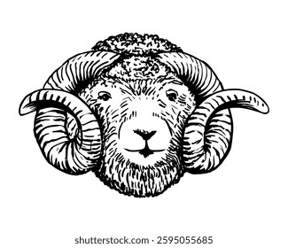 Ram sketch style drawing. Farm animal retro vector hand drawn illustration. Sheep portrait. Lamb head