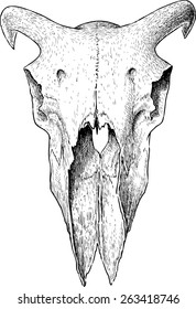 ram skull
