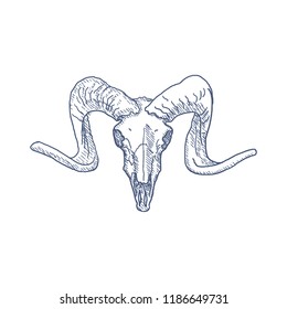 Ram Skull hand drawn on white background. Vector illustration