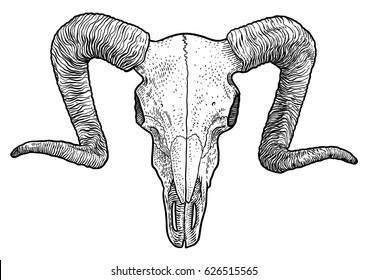 Ram skull illustration, drawing, engraving, ink, line art, vector