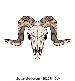 Ram skull isolated white background  Vector illustration 
