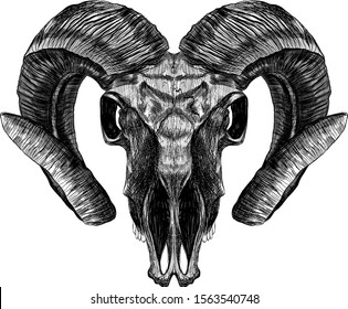 Ram Skull Realism Horns Black White Stock Vector (Royalty Free ...