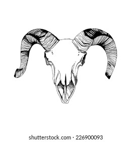 Ram Skull in vintage style, ink drawed