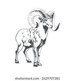 Ram vector animal wild one line design. Graphic outline illustration. Black and white hand drawn vector image. Vector illustration