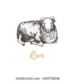 Ram vector illustration. Ram hand drawing. Ram sketch