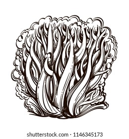 Ramaria flava, forest mushroom. Outline vector illustration isolated on white background.