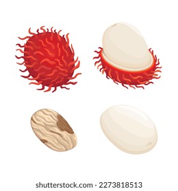 Rambutan aka Hairy Fruit or Sapindaceae Exotic Fruit from Asian symbol set cartoon illustration vector