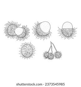 Rambutan fruit black and white vector set isolated on a white background.