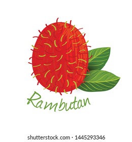 Rambutan, fruit doodle drawings vector illustration.