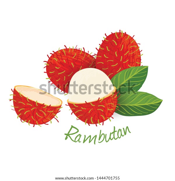 Rambutan Fruit Doodle Drawings Vector Illustration Stock Vector ...