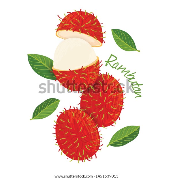 Rambutan Fruit Doodle Drawings Vector Illustration Stock Vector ...