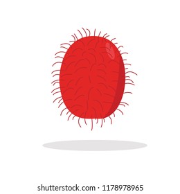 rambutan fruit vector illustration