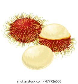 Rambutan Fruit Vector Isolated. Exotic tropical fruits vector. Juicy and ripe fruit. Natural organic fruits rambutan. vector illustration. 