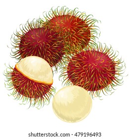 Rambutan Fruit Vector Isolated. Exotic tropical fruits vector. Juicy and ripe fruit. Natural organic fruits rambutan. vector illustration.