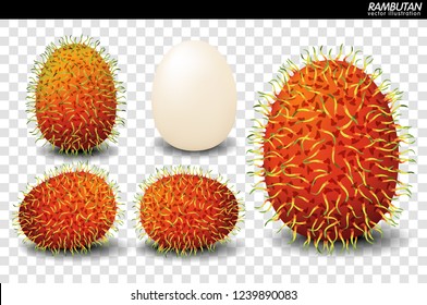 Rambutan Fruit Vector. a realistic style. Isolated objects on background.