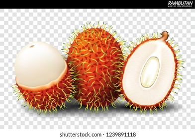 Rambutan Fruit Vector. a realistic style. Isolated objects on background.