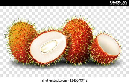 Rambutan Fruit Vector. a realistic style. Isolated objects on background.