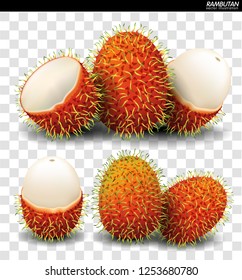 Rambutan Fruit Vector. a realistic style. Isolated objects on background.