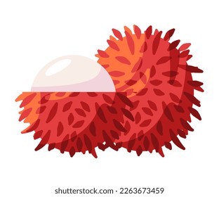 Rambutan hairy exotic asia fruit vector drawing illustration