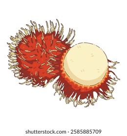 rambutan, illustration, clipart, elements, vector