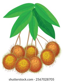 rambutan on white background vector design