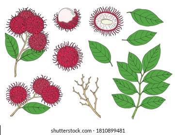 Rambutan. Se coloca con fruta, ramo y hojas. Lappaceum nefitoenico. Fruta tropical exótica. Esbozo de dibujo a mano. Ilustración vectorial. 