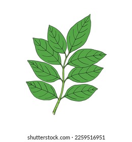 Rambutan. Set with fruit, bunch and leaves. Nephelium lappaceum. Tropical exotic fruit. Hand draw sketch. Vector illustration. 