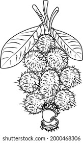 702 Rambutan sketch Images, Stock Photos & Vectors | Shutterstock