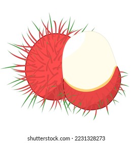 Rambutan Thai fruit illustration Vector 