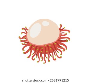 Fruta tropical exótica de Rambutan. Peça descascada pela metade. Ilustração à mão desenhada por vetor, isolada sobre fundo branco.