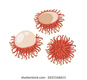 Fruta tropical exótica de Rambutan. Inteiro, dividido, descascado. Ilustração à mão desenhada por vetor, isolada sobre fundo branco.