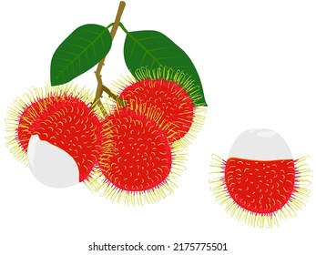 Rambutan is a tropical fruit tree. Native to Indonesia.