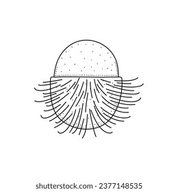 Rambutan vector drawing, organic food hand drawn on white background