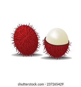 rambutan vector illustration