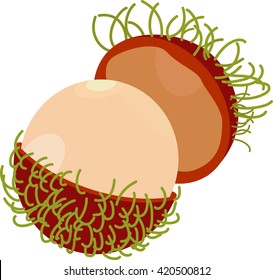 rambutan vector isolated on white