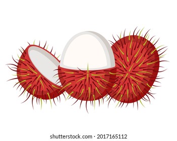 Rambutan, whole fruit and open, vector illustration