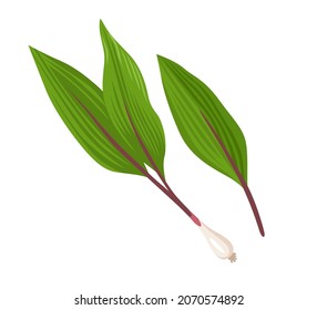 Ramps vegetable, wild garlic. Raw organic asian ingredient. Sanmaneul, most popular korean spring vegetable. Healthy vegetarian food. Flat vector illustration. 